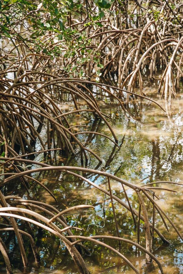 Pousada Reserva Tatuamunha Pôrto de Pedras Exteriör bild